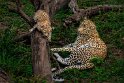 004 Masai Mara, luipaarden
